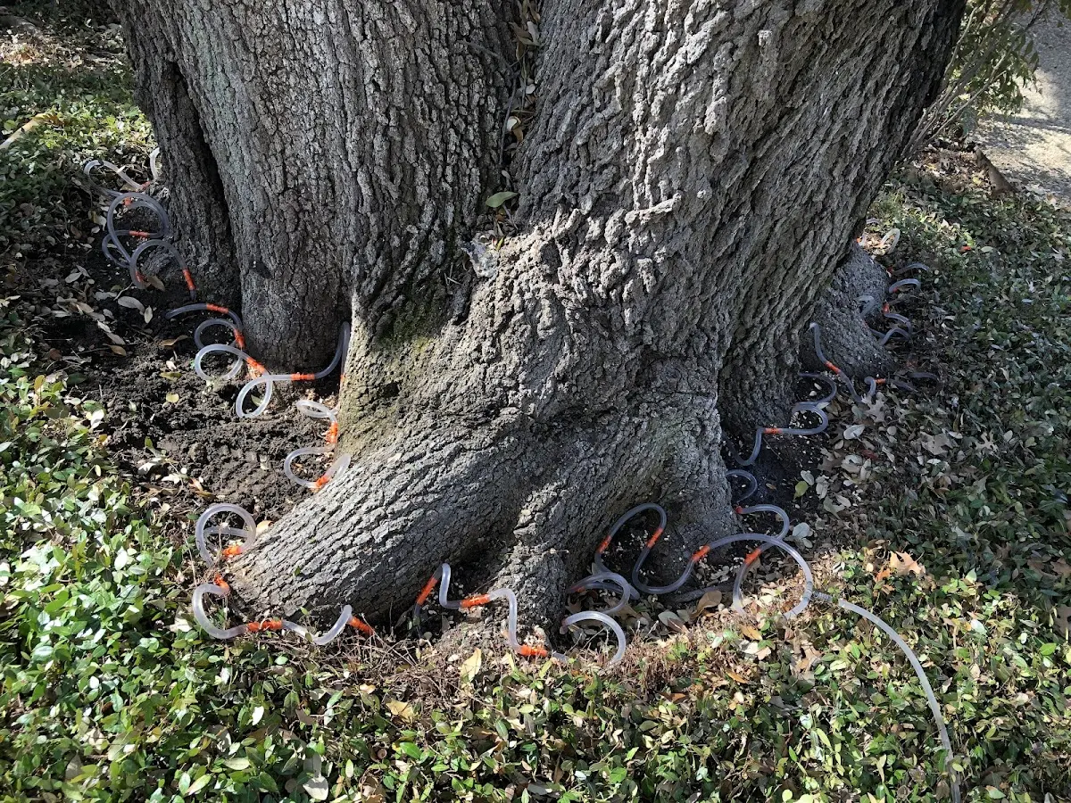 Detailed Tree Cabling and Bracing job site in Pennington