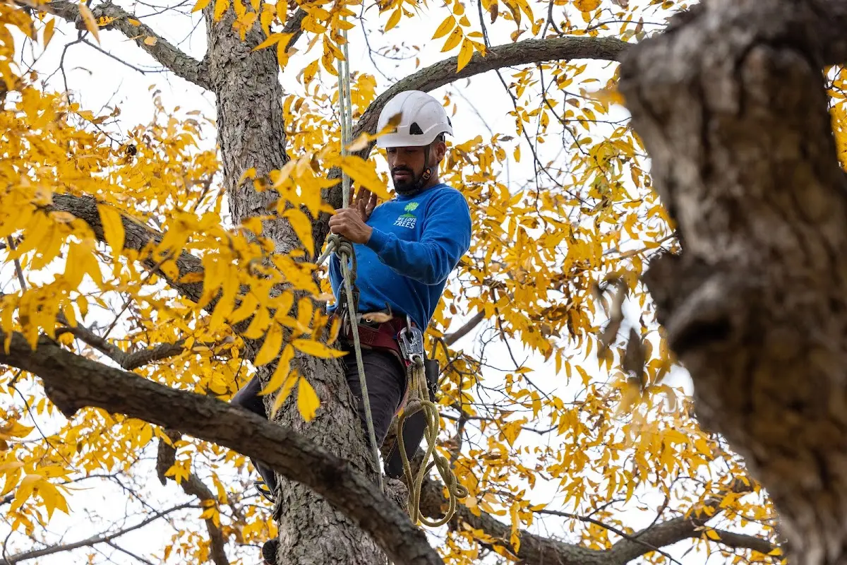 Skilled Tree Planing crew working in Pennington