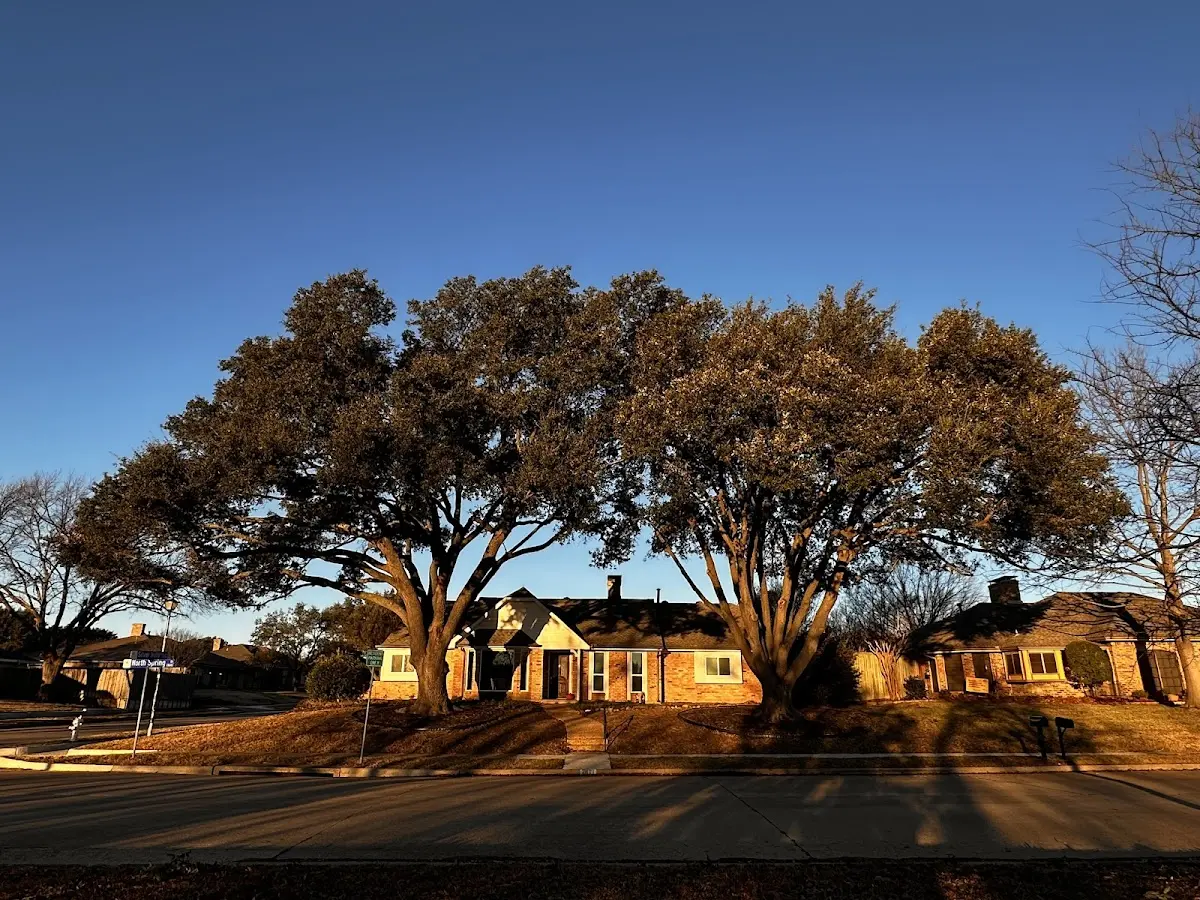 Established residential canopy tree shading a home in Pennington